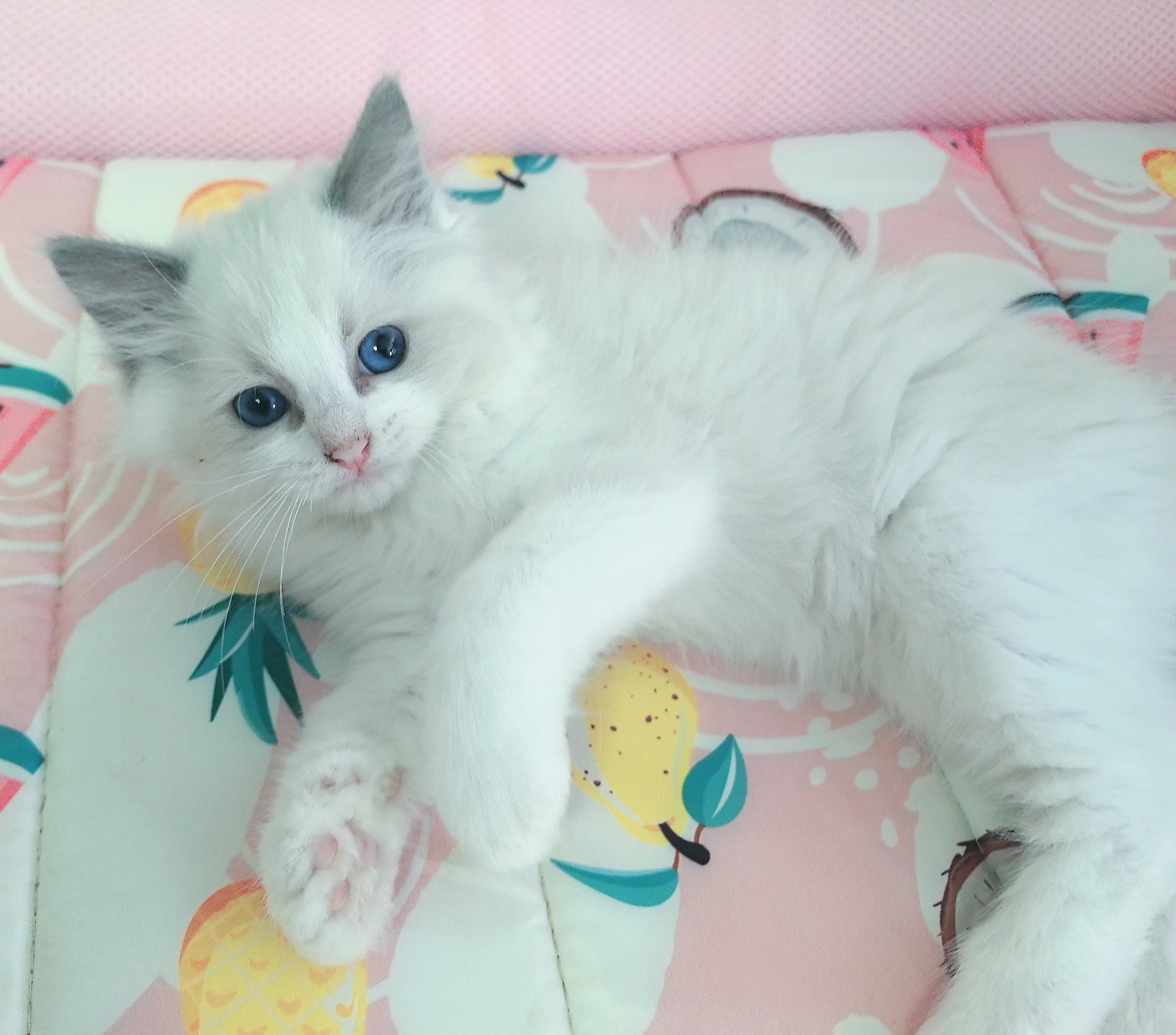 布偶猫